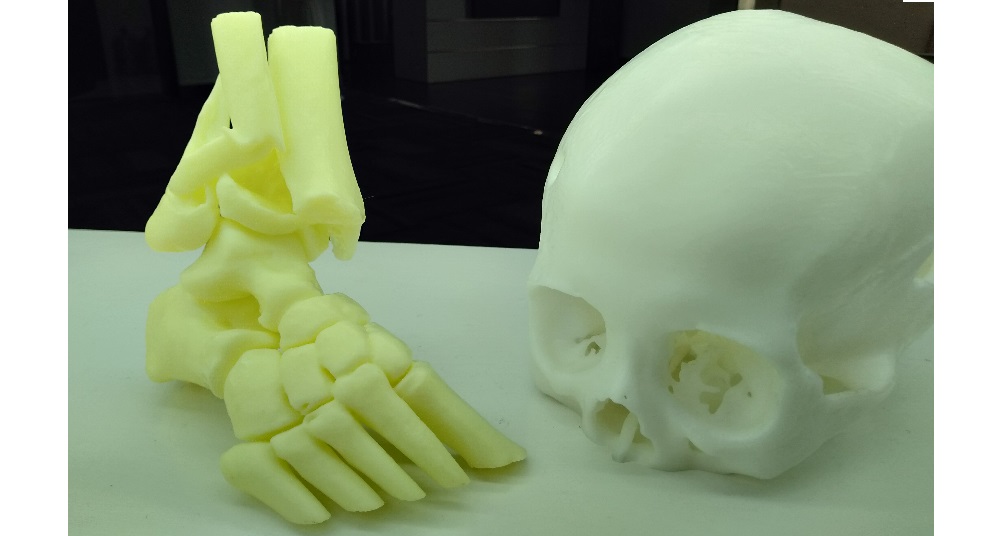 Mô hình xương sọ và xương bàn chân 3D
